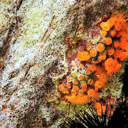 Chalice Coral, photo 11