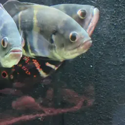 Fat Oscar, photo 5