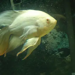 Oscar, photo 5