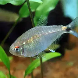 Two Spot Astyanax