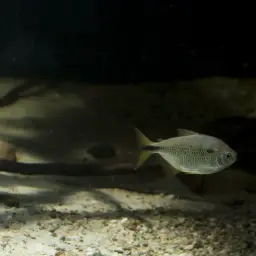 Two Spot Astyanax, photo 2