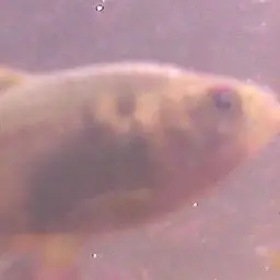 Two Spot Astyanax, photo 3