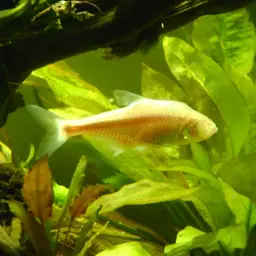 Mexican Tetra, photo 2
