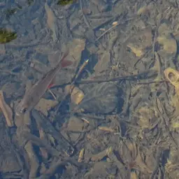 Mexican Tetra, photo 4