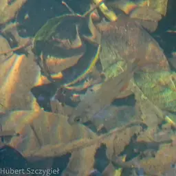 Mexican Tetra, photo 5