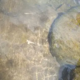 Mexican Tetra, photo 6