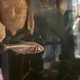 Mexican Tetra, photo 7