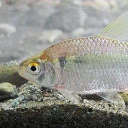 Mexican Tetra, photo 8