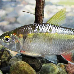 Mexican Tetra, photo 9
