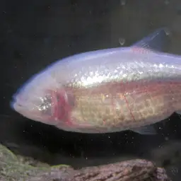 Mexican Tetra, photo 10