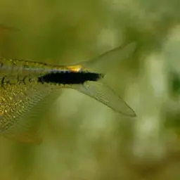 Leopold's Tetra, photo 1