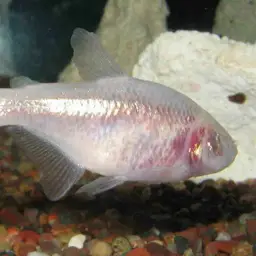 Mexican tetra