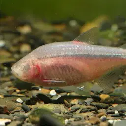 Mexican tetra, photo 2