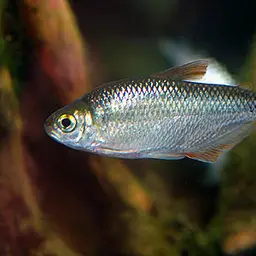 Mexican tetra, photo 3
