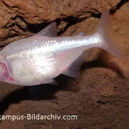 Mexican tetra, photo 4