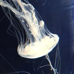 Atlantic Sea Nettle, photo 1