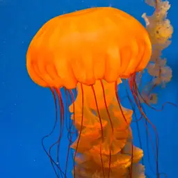 Atlantic Sea Nettle, photo 2