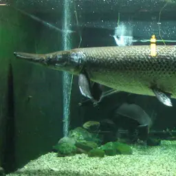Alligator Gar