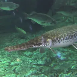 Alligator Gar, photo 2
