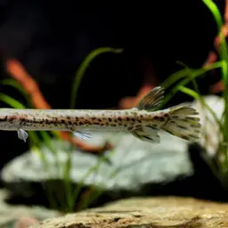 Alligator Gar, photo 3