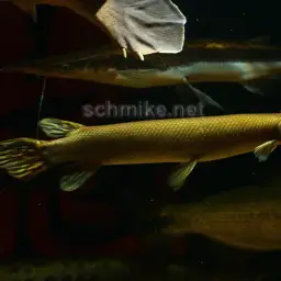 Cuban Gar, photo 1