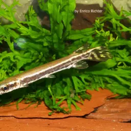 Cuban Gar, photo 2
