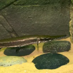 Cuban Gar, photo 3