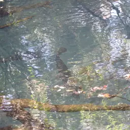 Cuban Gar, photo 4