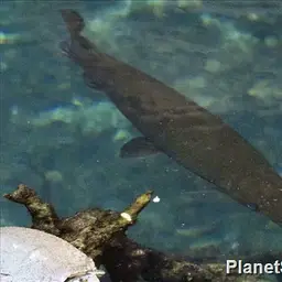 Cuban Gar, photo 5