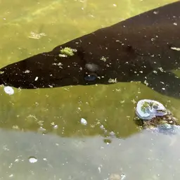 Cuban Gar, photo 8