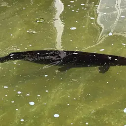 Cuban Gar, photo 9