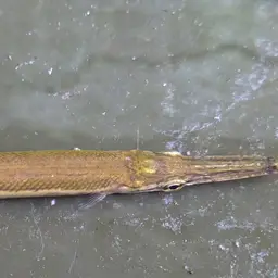 Cuban Gar, photo 11