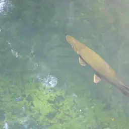 Cuban Gar, photo 12