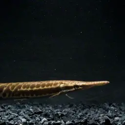 Tropical Gar, photo 1