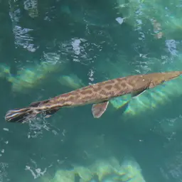 Tropical Gar, photo 2