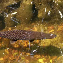 Tropical Gar, photo 3