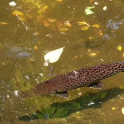 Tropical Gar, photo 4