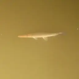 Tropical Gar, photo 5