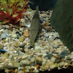 Tropical Gar, photo 6