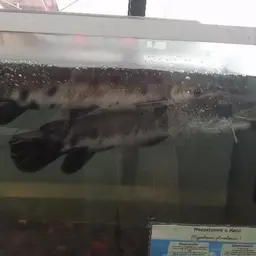 Tropical Gar, photo 7