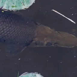Tropical Gar, photo 8