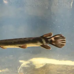 Tropical Gar, photo 9
