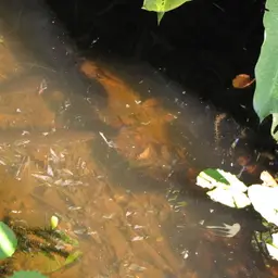 Tropical Gar, photo 10