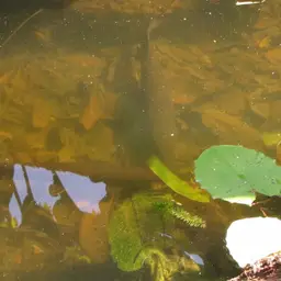 Tropical Gar, photo 11