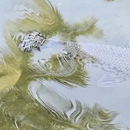 Tropical Gar, photo 12