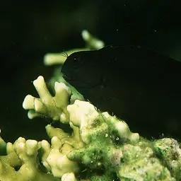 Algae Blenny