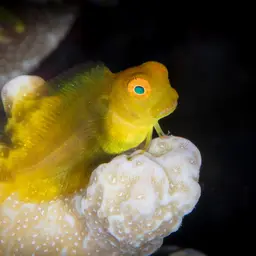 Algae Blenny, photo 2