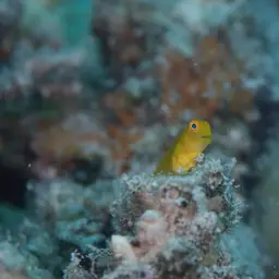 Algae Blenny, photo 3