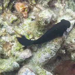 Algae Blenny, photo 4
