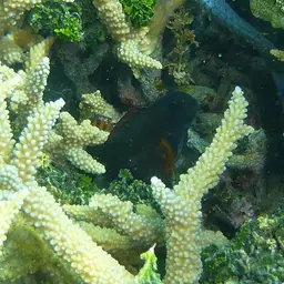 Algae Blenny, photo 5
